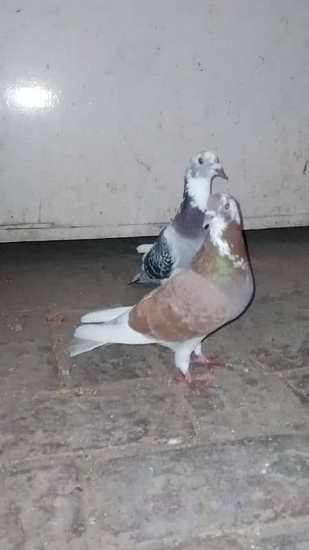 fancy pigeon 1