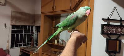 raw parrot jumbo size