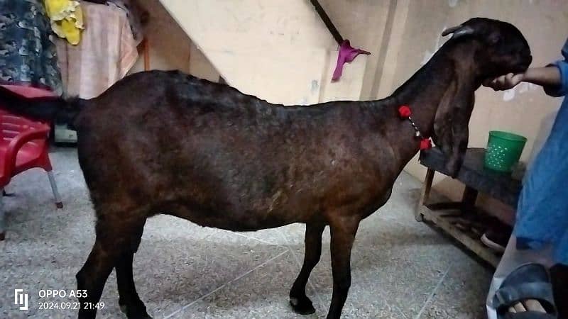 High quality Nagra Female 02 months ke cross ha soda Khali ka ho ga 6