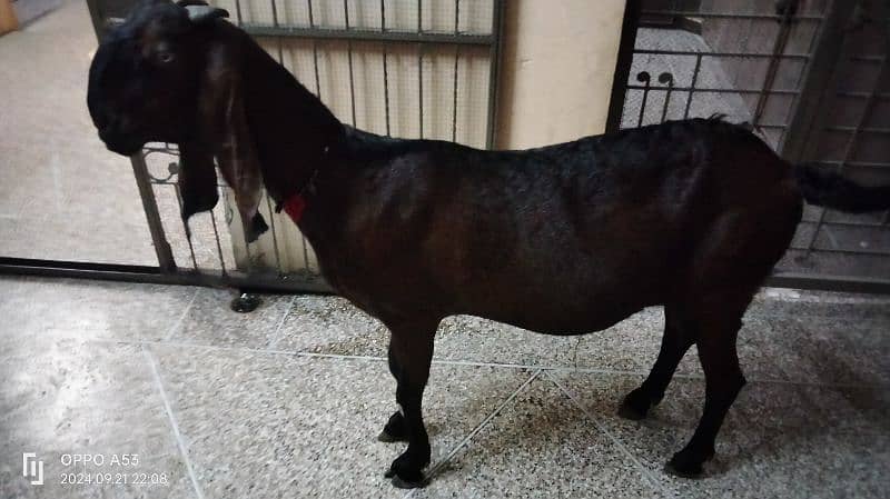 High quality Nagra Female 02 months ke cross ha soda Khali ka ho ga 8