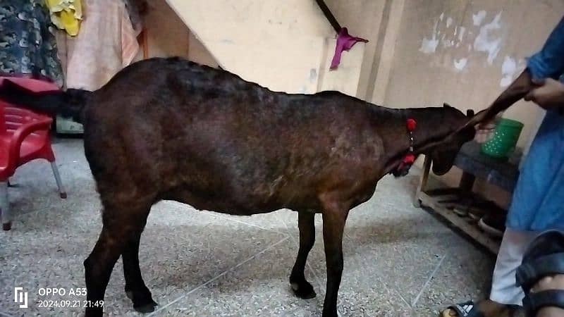 High quality Nagra Female 02 months ke cross ha soda Khali ka ho ga 9