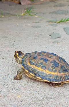 indian turtle