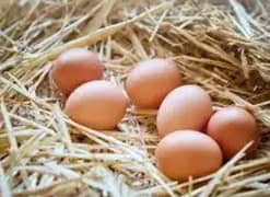 BLACK °*ℎṁ*° eggs available