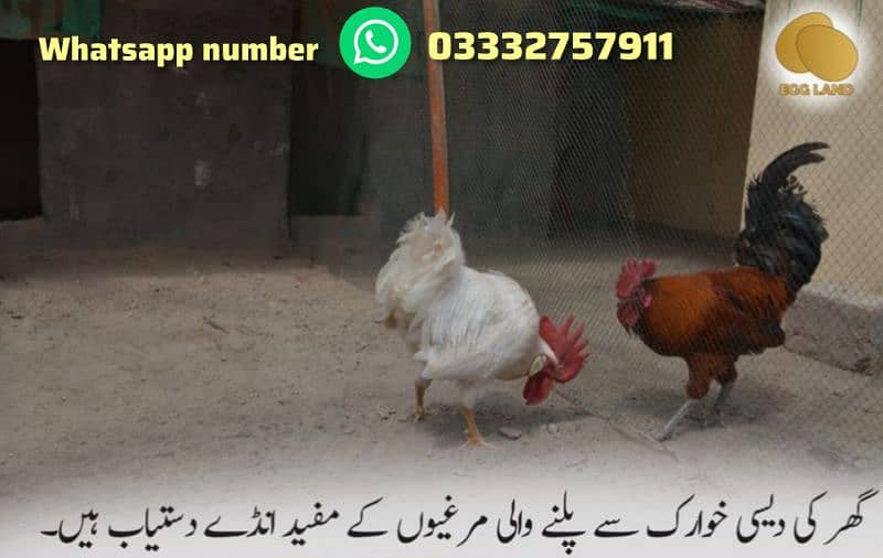 Desi eggs Available for sell 0