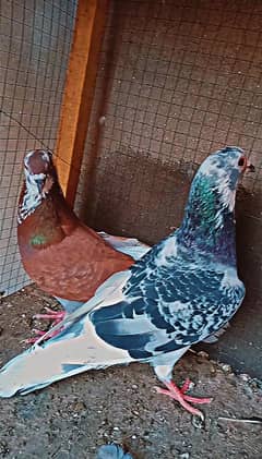 fancy pigeon