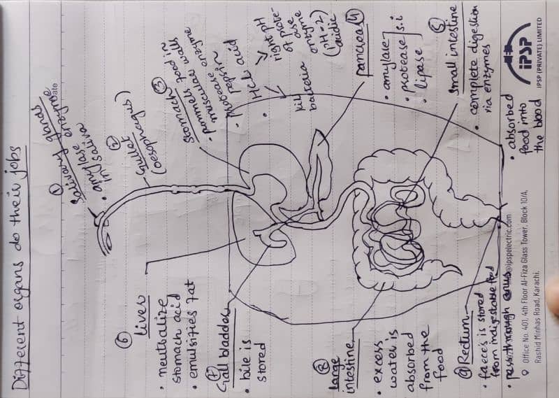 Expert Biology Tutor for IGCSE, GCSE, O Levels & Matric Classes 0