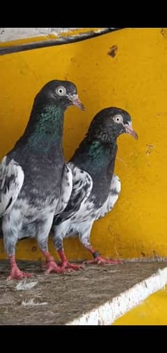 All setup for sale jaal+pigeons plz read full add then contact me.