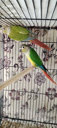 pinaple conure 0