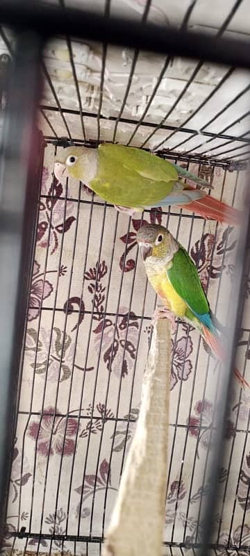 pinaple conure 3