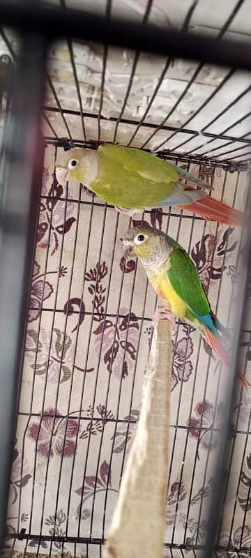 pinaple conure 4