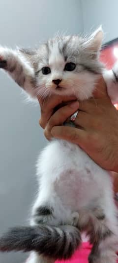 persian tripple coat male kitten rare colour pattern