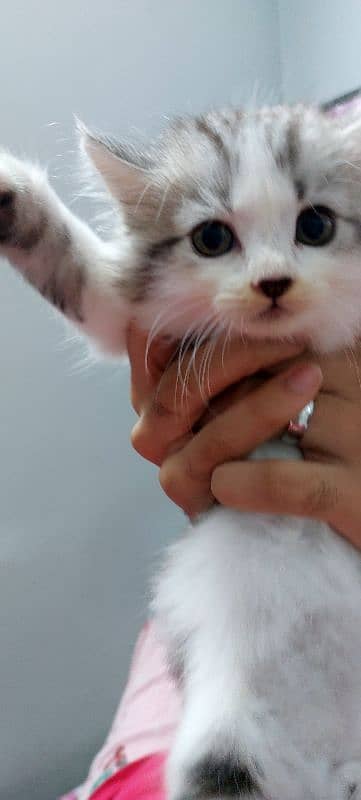 persian tripple coat male kitten rare colour pattern 1