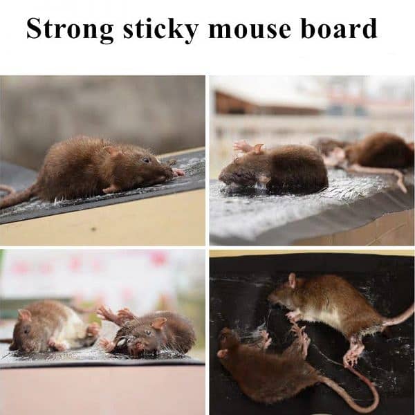 Mouse/ Rat Trap Sheet 5