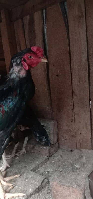 Aseel 1 male  2 females 2 chick's urgent for sale 0