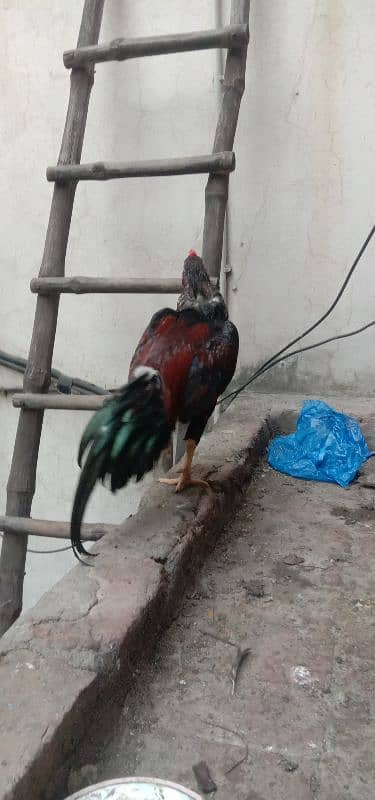 Aseel 1 male  2 females 2 chick's urgent for sale 1