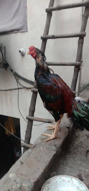 Aseel 1 male  2 females 2 chick's urgent for sale 2