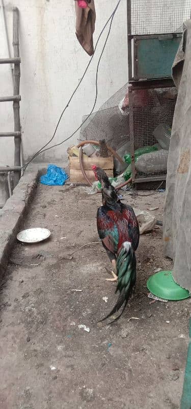 Aseel 1 male  2 females 2 chick's urgent for sale 3