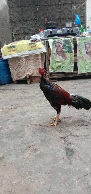 Aseel 1 male  2 females 2 chick's urgent for sale 5