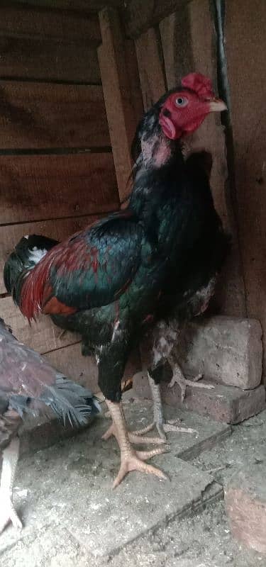 Aseel 1 male  2 females 2 chick's urgent for sale 6