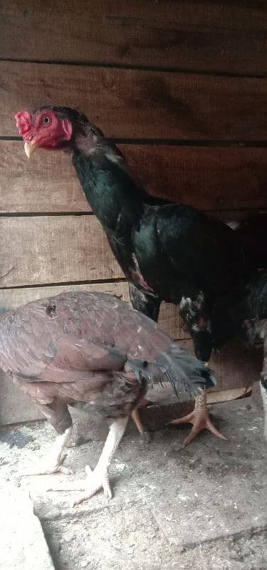 Aseel 1 male  2 females 2 chick's urgent for sale 7