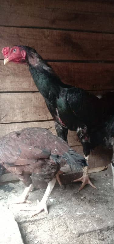 Aseel 1 male  2 females 2 chick's urgent for sale 8