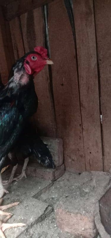 Aseel 1 male  2 females 2 chick's urgent for sale 10