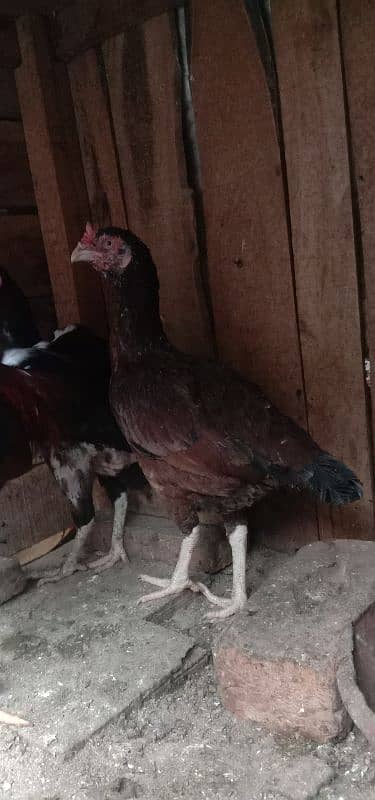 Aseel 1 male  2 females 2 chick's urgent for sale 11