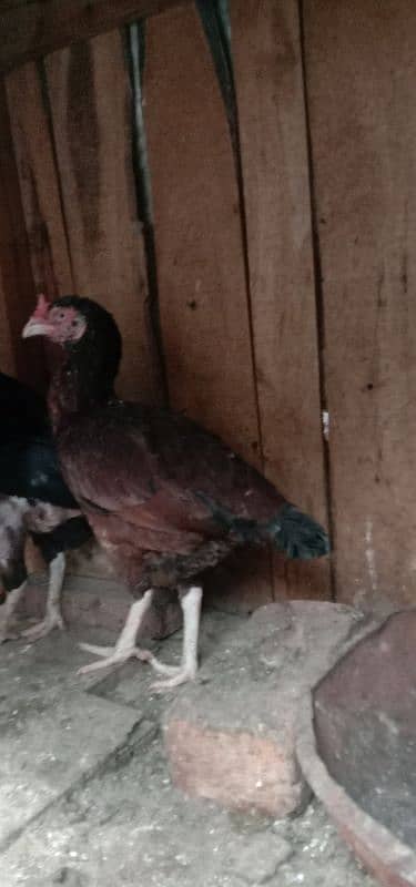 Aseel 1 male  2 females 2 chick's urgent for sale 12