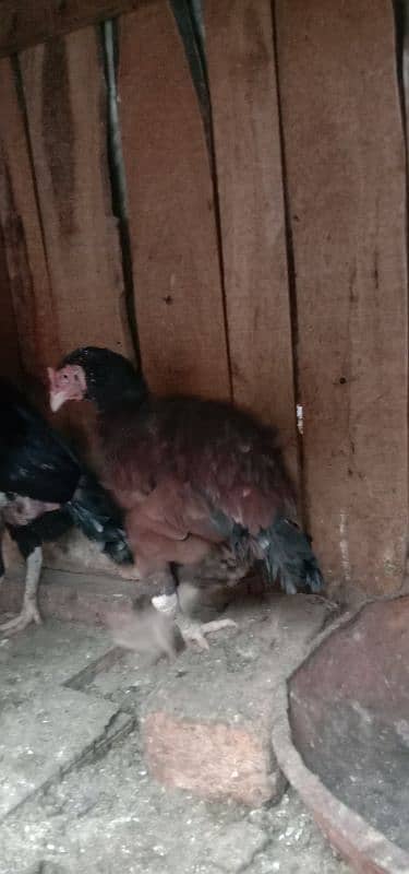 Aseel 1 male  2 females 2 chick's urgent for sale 13