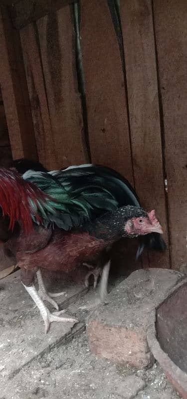 Aseel 1 male  2 females 2 chick's urgent for sale 14