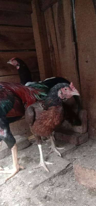 Aseel 1 male  2 females 2 chick's urgent for sale 15