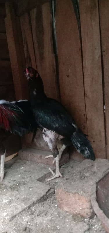 Aseel 1 male  2 females 2 chick's urgent for sale 17