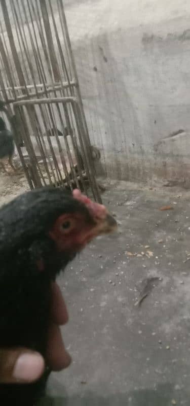 Aseel 1 male  2 females 2 chick's urgent for sale 18