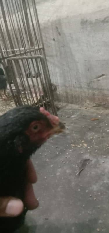 Aseel 1 male  2 females 2 chick's urgent for sale 19