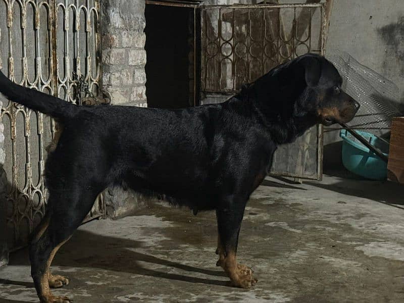 Dog female for sale padgree ( documents gum ho gaye he ) 1