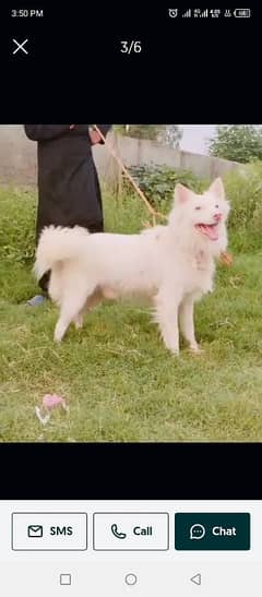 Russian male dog triple coat pink nose