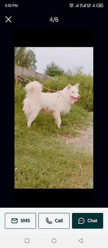 Russian male dog triple coat pink nose 3