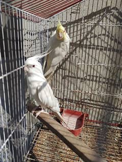 Cocktail Ino read eyes male and cremino female cockatiel 0