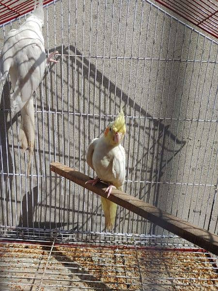 Cocktail Ino read eyes male and cremino female cockatiel 1