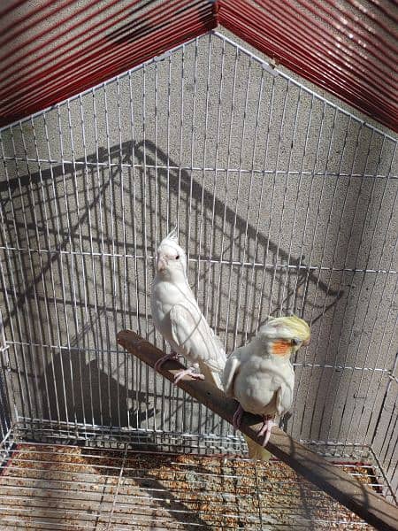 Cocktail Ino read eyes male and cremino female cockatiel 2