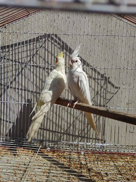 Cocktail Ino read eyes male and cremino female cockatiel 5