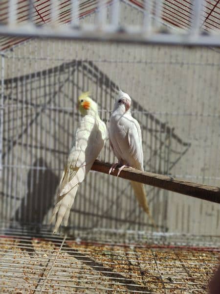 Cocktail Ino read eyes male and cremino female cockatiel 6