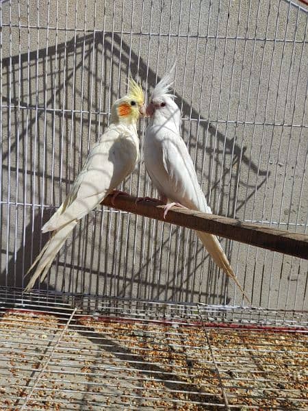 Cocktail Ino read eyes male and cremino female cockatiel 7