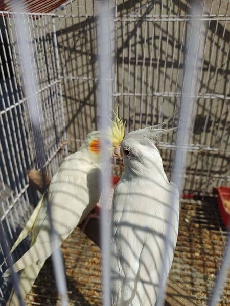 Cocktail Ino read eyes male and cremino female cockatiel 8