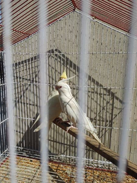 Cocktail Ino read eyes male and cremino female cockatiel 9