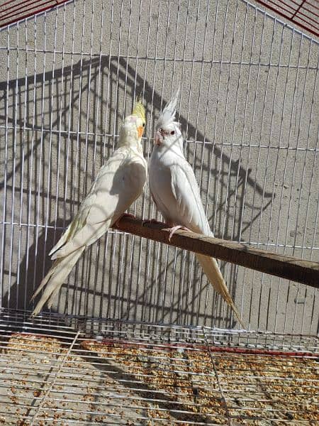 Cocktail Ino read eyes male and cremino female cockatiel 10