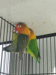 Love birds confirmed breeder pair