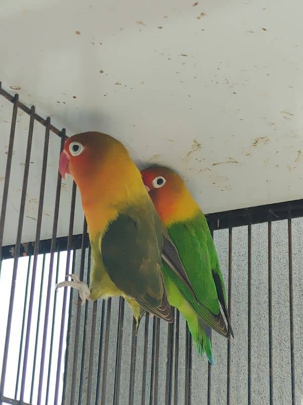 Love birds confirmed breeder pair 1