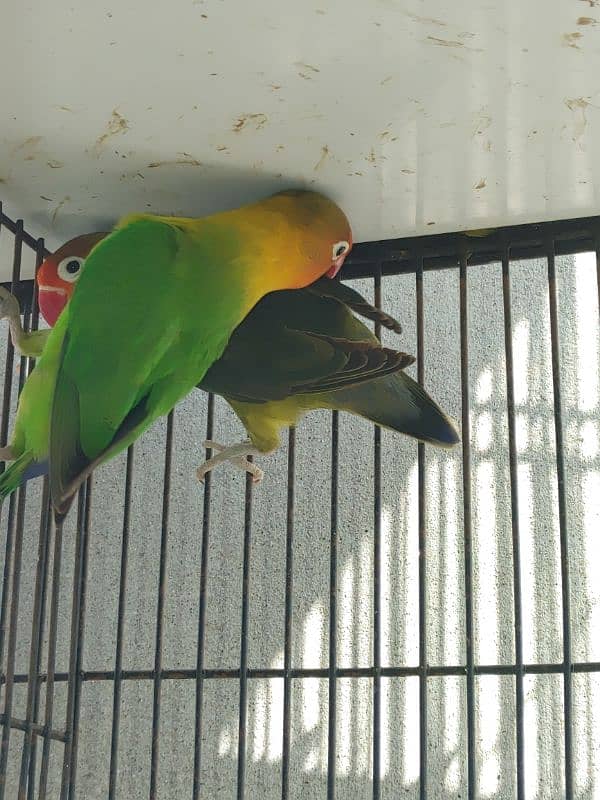 Love birds confirmed breeder pair 2