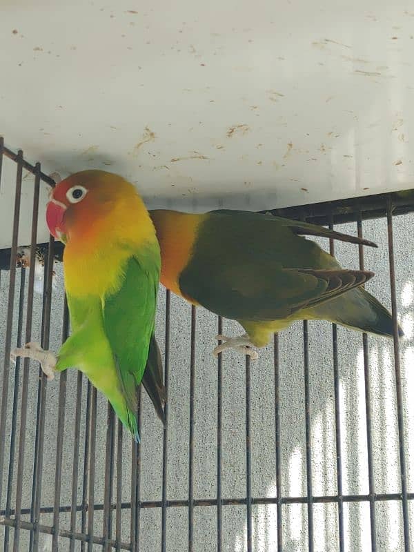 Love birds confirmed breeder pair 3